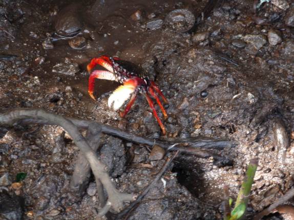 Caranguejo no manque da ilha de Santa Catalina, na Colômbia